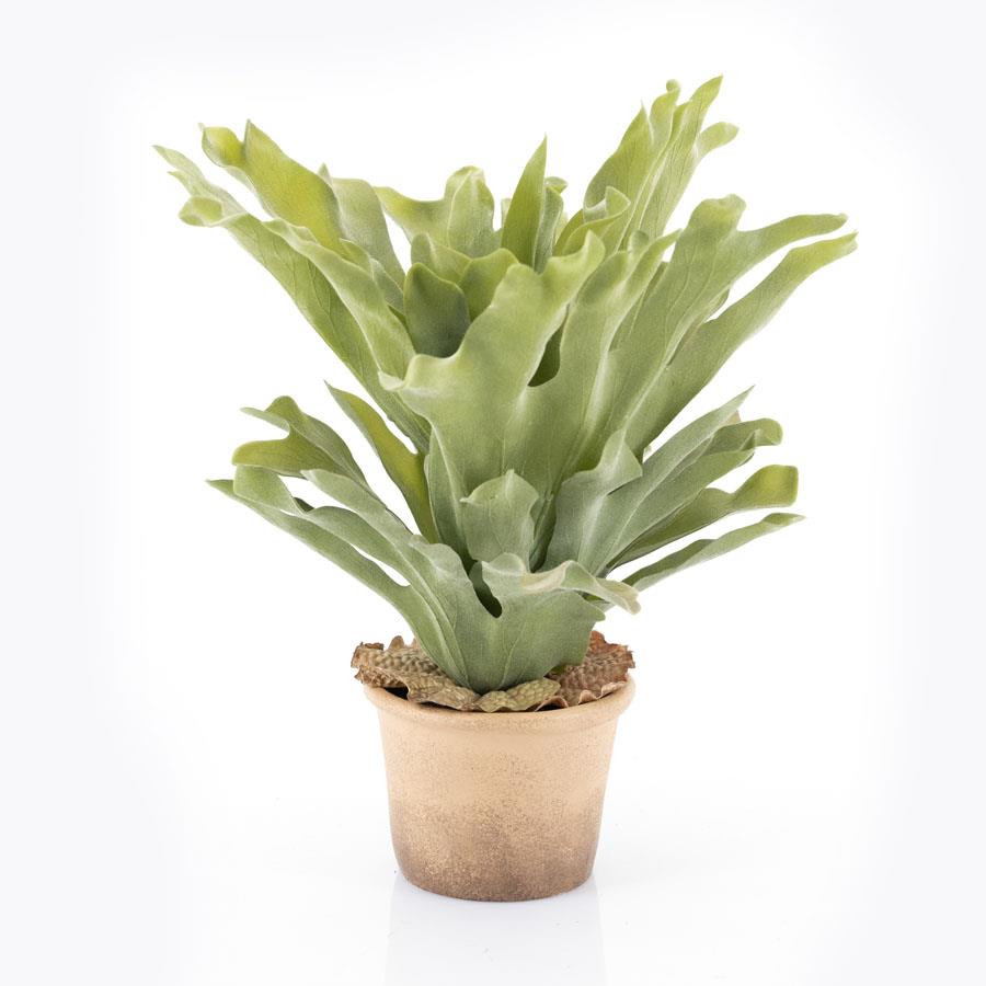 Staghorn fern medium